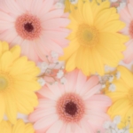 花に囲まれたすてきな葬儀になりました